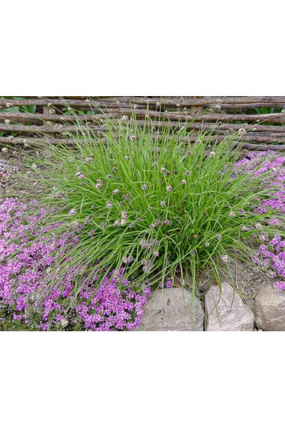 Компактная злаковая сеслерия